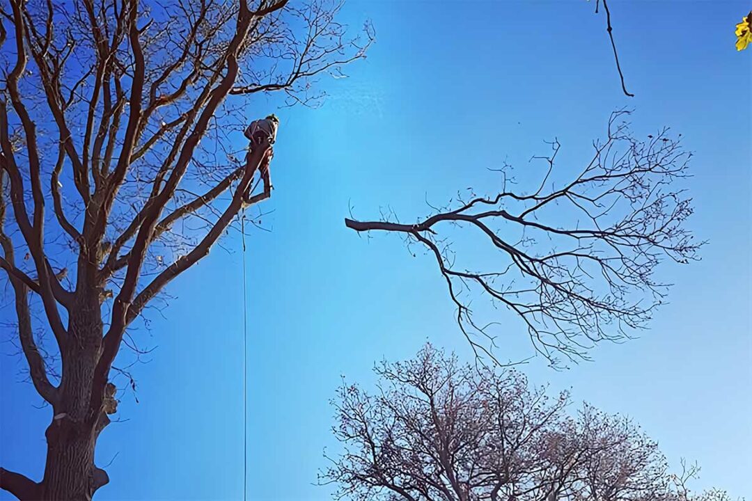 Elaguage d'un arbre.