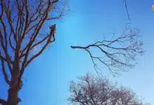 Elaguage d'un arbre.