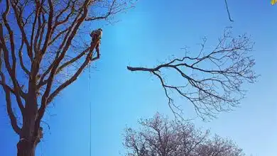 Elaguage d'un arbre.