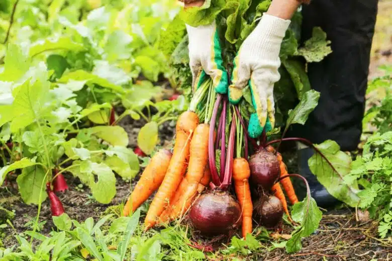 Un homme récolte des légumes dans son potager.