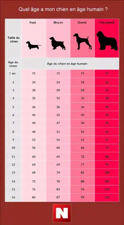 Calculer l'âge d'un chien en âge humain
