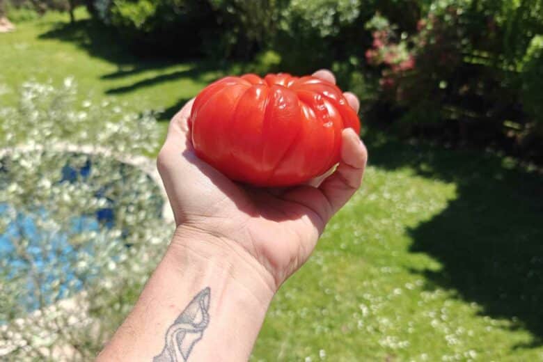 Des scientifiques ont modifié génétiquement des tomates pour qu'elles résistent mieux à la sécheresse tout en gardant le gout et le rendement des récoltes. Image d'illustration non contractuelle. Crédit photo : A. Bonazzi pour NeozOne