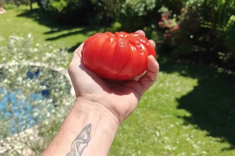 Des scientifiques ont modifié génétiquement des tomates pour qu'elles résistent mieux à la sécheresse tout en gardant le gout et le rendement des récoltes. Image d'illustration non contractuelle. Crédit photo : A. Bonazzi pour NeozOne