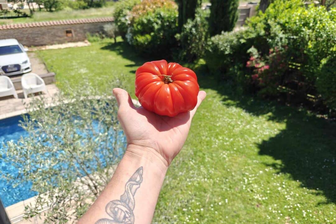 Les chercheurs ont effectué des tests sur des centaines de plants de tomates. Photo d'illustration non contractuelle. Crédit photo : A. Bonazzi pour NeozOne