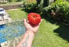 Les chercheurs ont effectué des tests sur des centaines de plants de tomates. Photo d'illustration non contractuelle. Crédit photo : A. Bonazzi pour NeozOne