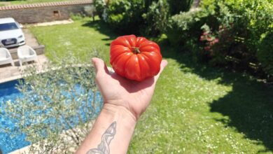 Les chercheurs ont effectué des tests sur des centaines de plants de tomates. Photo d'illustration non contractuelle. Crédit photo : A. Bonazzi pour NeozOne