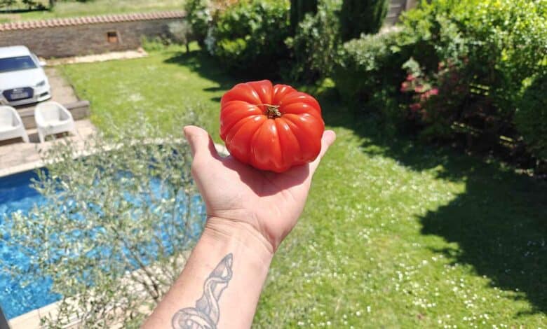 Les chercheurs ont effectué des tests sur des centaines de plants de tomates. Photo d'illustration non contractuelle. Crédit photo : A. Bonazzi pour NeozOne