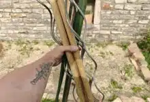 L'installation de tuteurs pour ses pieds de tomates permet de renforcer la tige et supporter les grappes de fruits.