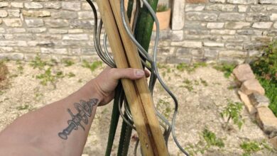L'installation de tuteurs pour ses pieds de tomates permet de renforcer la tige et supporter les grappes de fruits.