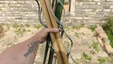 L'installation de tuteurs pour ses pieds de tomates permet de renforcer la tige et supporter les grappes de fruits.