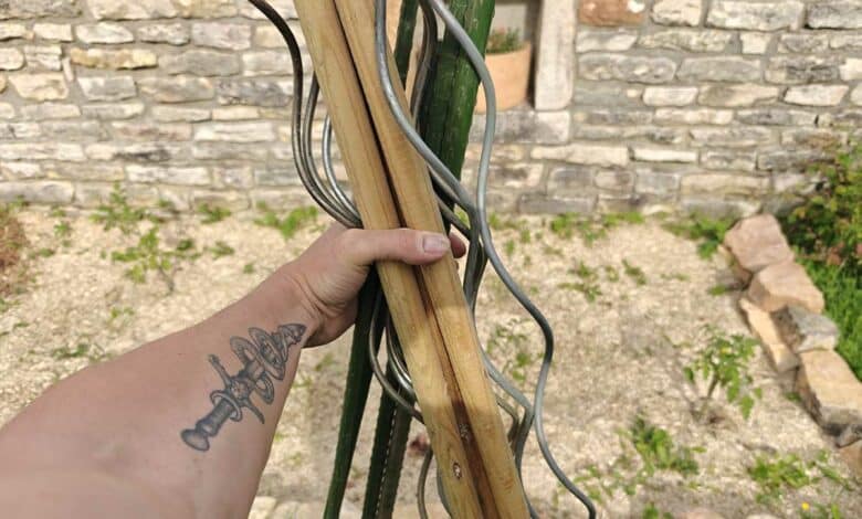 L'installation de tuteurs pour ses pieds de tomates permet de renforcer la tige et supporter les grappes de fruits.
