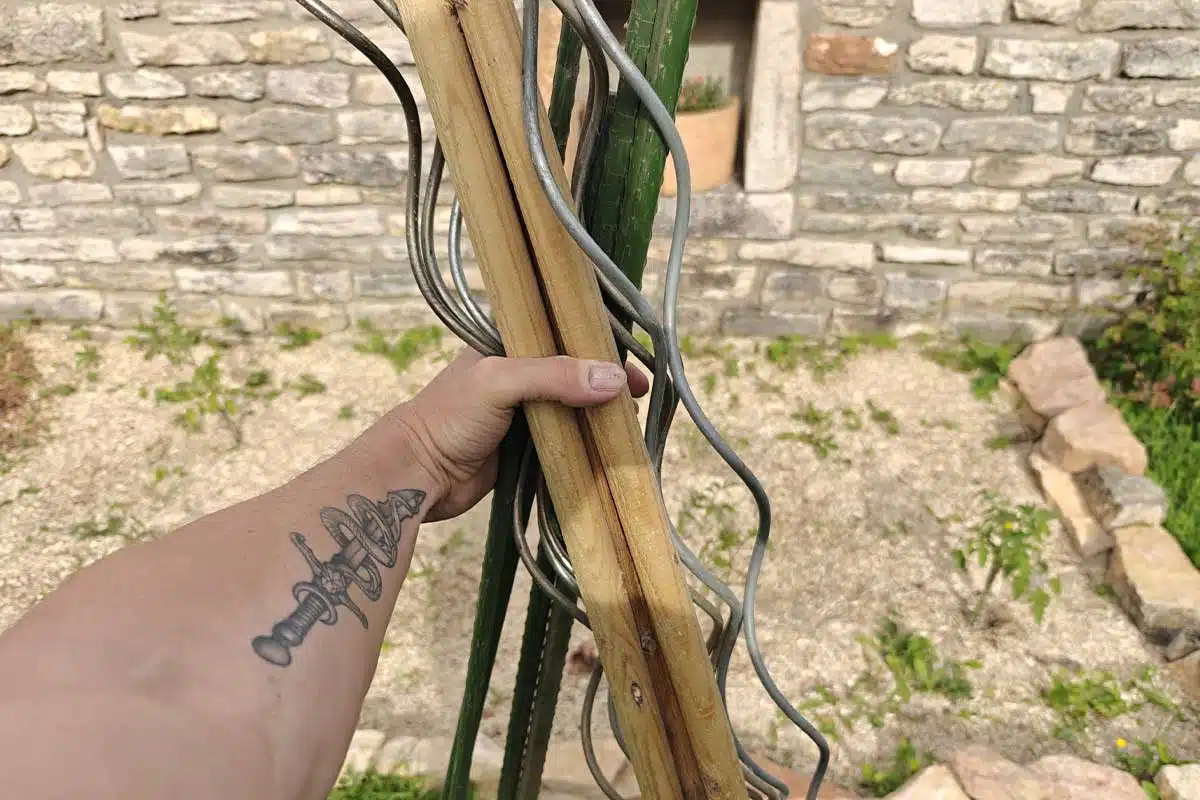 L'installation de tuteurs pour ses pieds de tomates permet de renforcer la tige et supporter les grappes de fruits.
