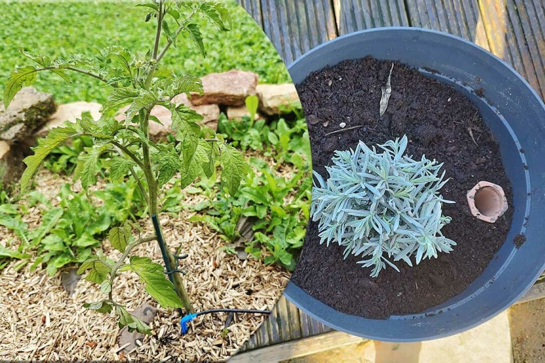 Arrosage automatique, paillis, oyat sont des solutions pour garder vos plantes en vie lors de vos absences.