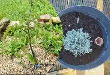Arrosage automatique, paillis, oyat sont des solutions pour garder vos plantes en vie lors de vos absences.