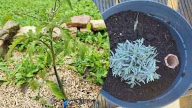 Arrosage automatique, paillis, oyat sont des solutions pour garder vos plantes en vie lors de vos absences.