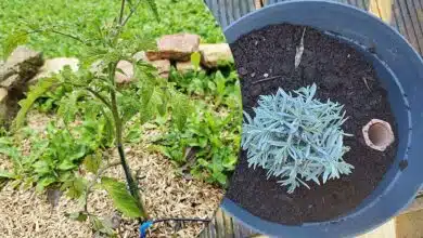 Arrosage automatique, paillis, oyat sont des solutions pour garder vos plantes en vie lors de vos absences.