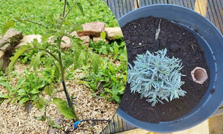 Arrosage automatique, paillis, oyat sont des solutions pour garder vos plantes en vie lors de vos absences.