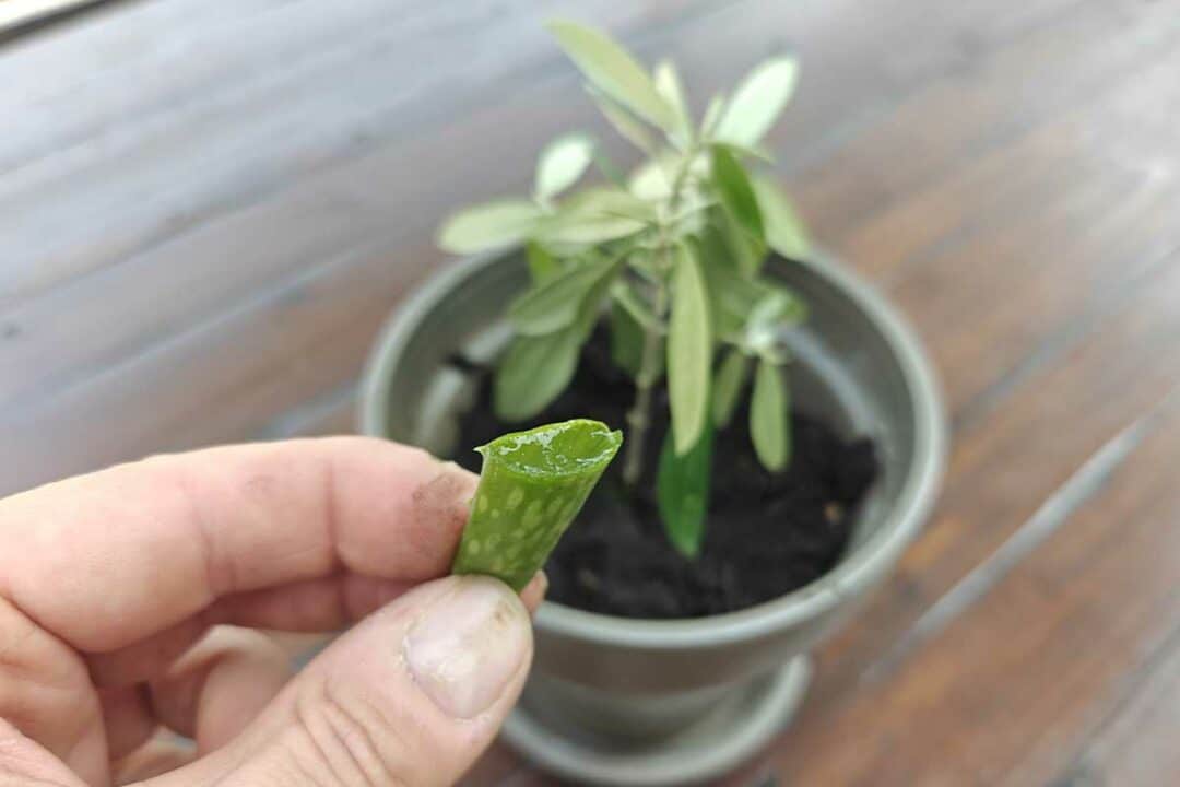 Connaissez-vous l'astuce de l'aloe vera pour bouturer votre olivier ? Crédit : Alexandre Bonazzi pour NeozOne