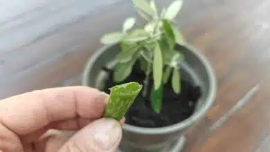 Connaissez-vous l'astuce de l'aloe vera pour bouturer votre olivier ? Crédit : Alexandre Bonazzi pour NeozOne