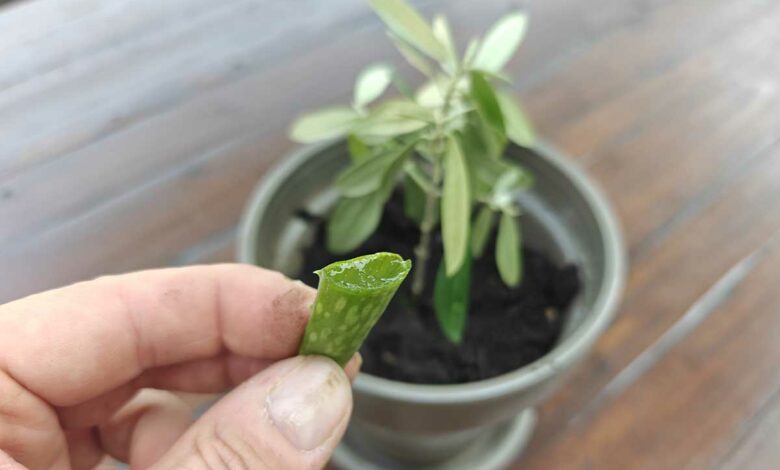 Connaissez-vous l'astuce de l'aloe vera pour bouturer votre olivier ? Crédit : Alexandre Bonazzi pour NeozOne