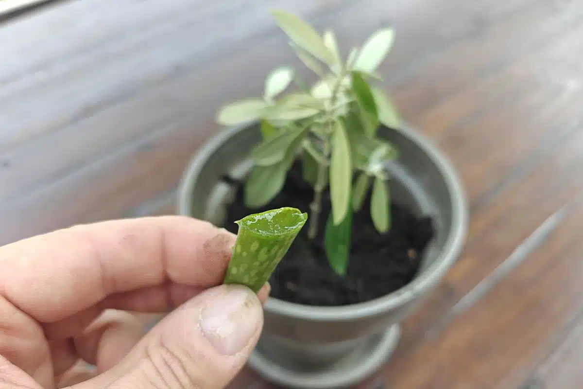 Connaissez-vous l'astuce de l'aloe vera pour bouturer votre olivier ? Crédit : Alexandre Bonazzi pour NeozOne