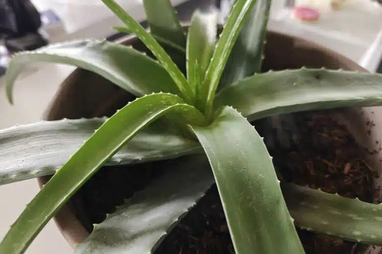 L'aloe vera, une plante aux miles vertus.