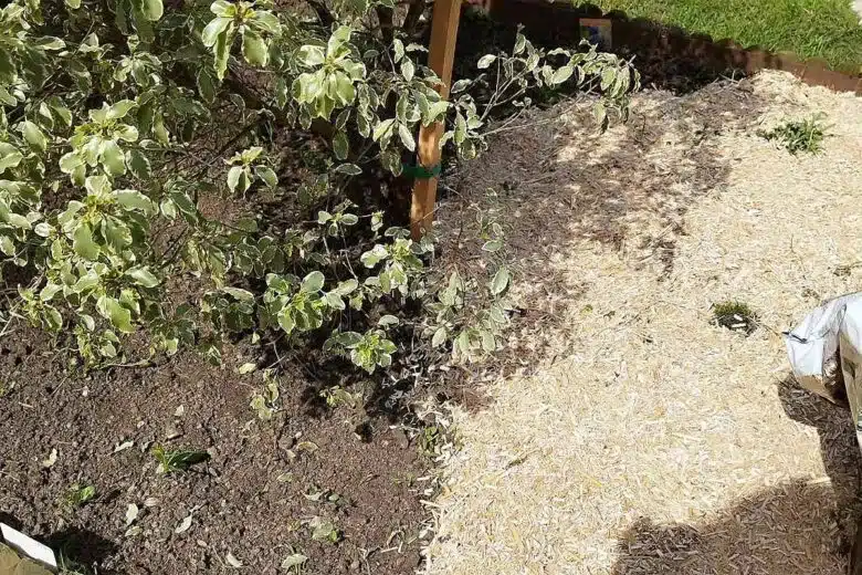 Le paillage permet de conserver l'humidité du sol et limiter la pousse des mauvaises herbes.