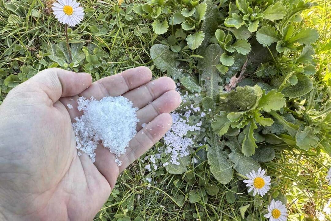 Une personne disperse du gros sel sur des mauvaises herbes.
