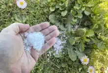 Une personne disperse du gros sel sur des mauvaises herbes.