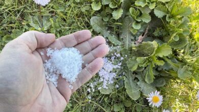 Une personne disperse du gros sel sur des mauvaises herbes.