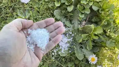 Une personne disperse du gros sel sur des mauvaises herbes.