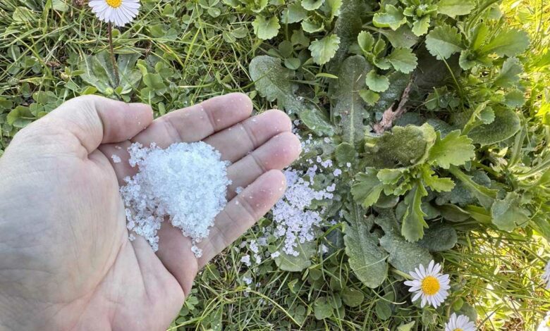 Une personne disperse du gros sel sur des mauvaises herbes.