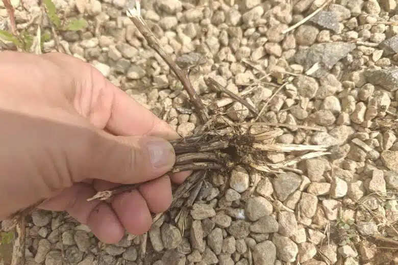 Des mauvaises herbes grillées jusqu'à la racine. 