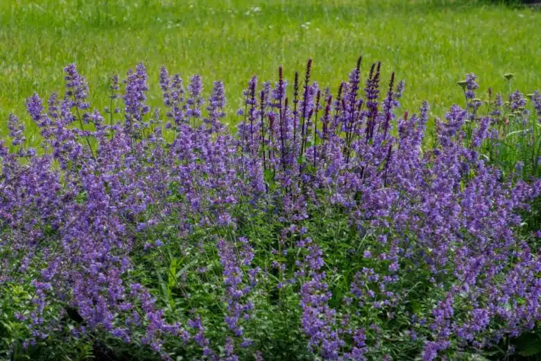 La lavande est une plante qui ne consomme pas beaucoup d'eau.