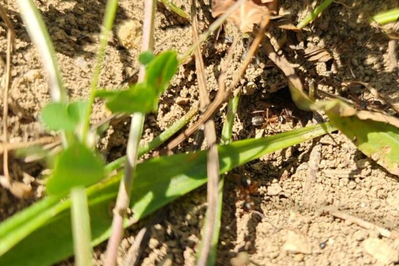Des insectes indispensables au jardin.