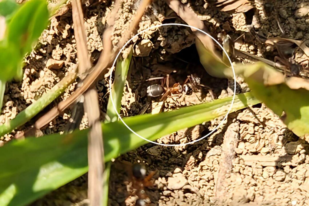 Pourquoi ne faut-il pas tuer les fourmis au jardin ?