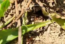 Pourquoi ne faut-il pas tuer les fourmis au jardin ?