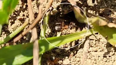 Pourquoi ne faut-il pas tuer les fourmis au jardin ?
