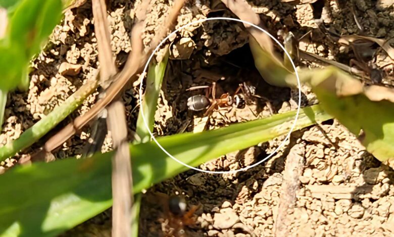 Pourquoi ne faut-il pas tuer les fourmis au jardin ?