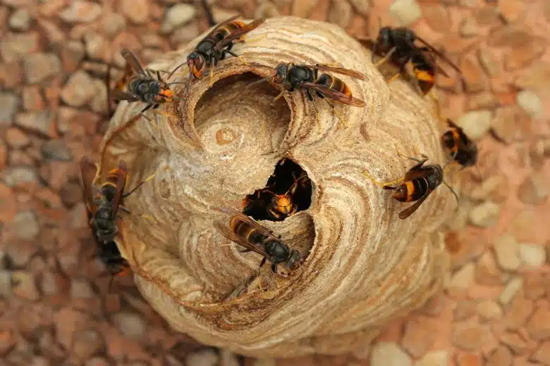 Un petit nid de frelons asiatiques.