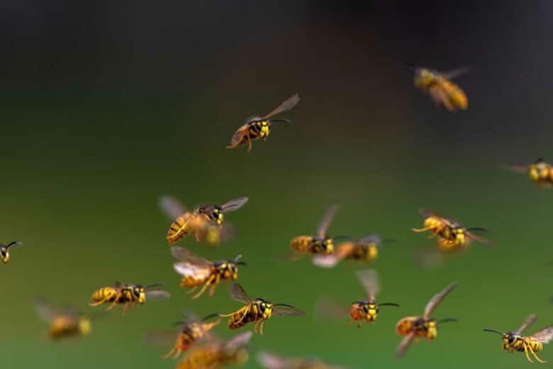 Une nuée d'insectes.