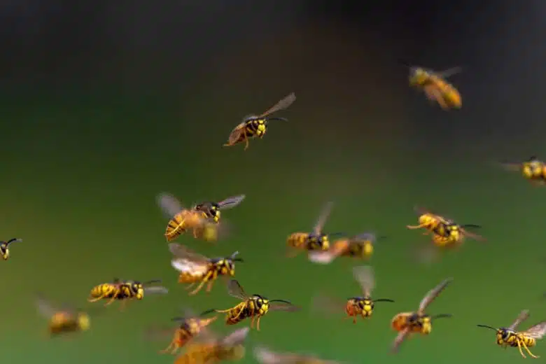 Une nuée d'insectes.