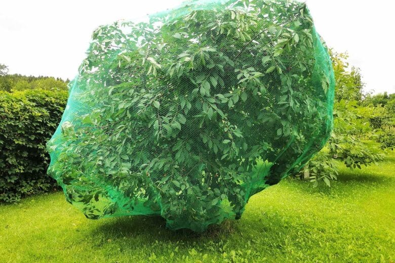 Un filet de protection sur un arbre fruitier.
