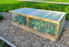 Un filet anti-insectes installé au-dessus des plantations.