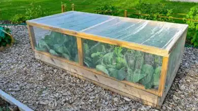 Un filet anti-insectes installé au-dessus des plantations.