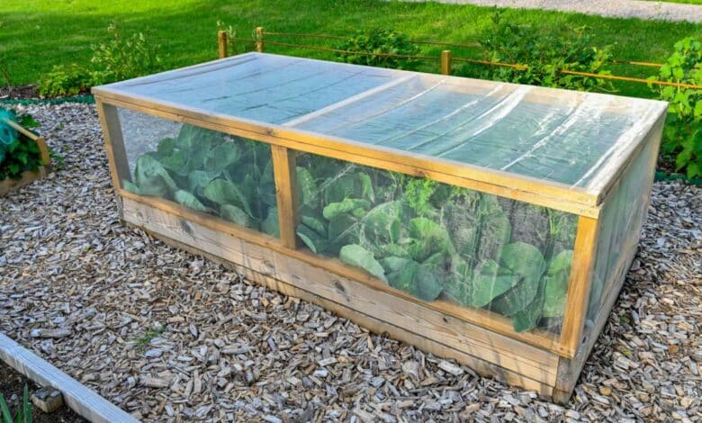 Un filet anti-insectes installé au-dessus des plantations.