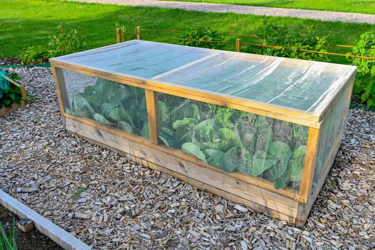 Un filet anti-insectes installé au-dessus des plantations.