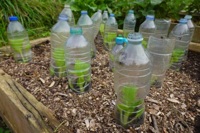 Des bouteilles plastique servant de mini-serre.