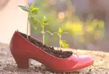 Une chaussure où poussent des plantes.