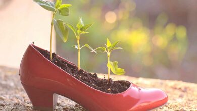 Une chaussure où poussent des plantes.
